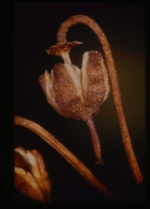 Image of Ledum groenlandicum, capsule
