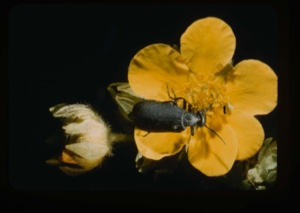 Image: Black beetle on Potentilla fruticosa.