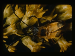 Image: Beetle on yellow Solidago