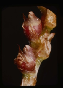 Image of Polygonum viviparum, bulbils