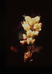 Image: Polygonum viviparum, Arctic knotwood