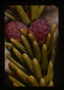 Image of Picea