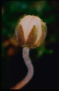 Image of Dryas integrifolia, flower bud