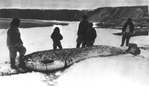 Image: Narwhal, female, on snow. Inuit men and boys standing