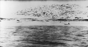 Image: Dories in ice at Bowdoin Harbor