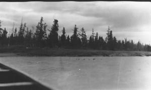 Image of Ducks in River