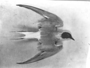 Image: Arctic Tern