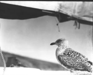 Image of Blackback Gull, young