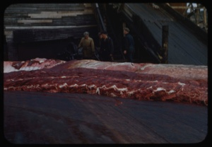 Image: Whale meat