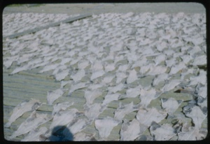 Image of Cod drying, detail