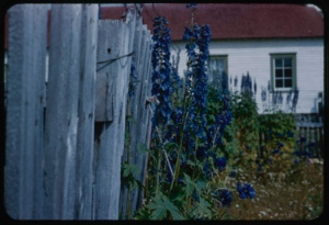 Image of Delphiniums by fence