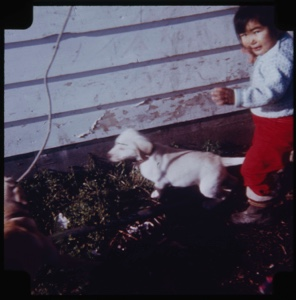 Image of Eskimo [Inuk] toddler with two pups