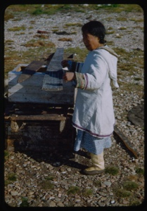 Image: Eskimo [Inuk] woman drying sinew