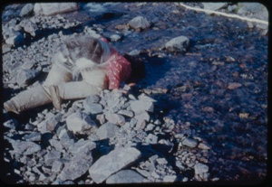 Image of Eskimo [Inuk] woman drinking from stream