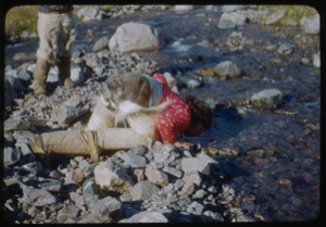 Image: Eskimo [Inuk] woman drinking from stream