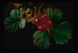 Image: Rubus articus, Labrador strawberry