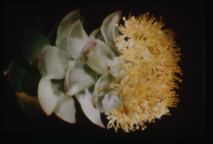 Image: Sedum roseum, Roseroot [Rhodiola rosea]
