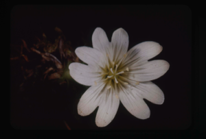 Image: Cerastium alpinum