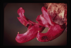 Image: Pedicularis lapponica