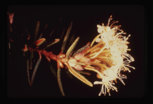 Image: Ledum groenlandicum