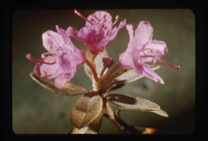 Image: Rhododendron lapponicum