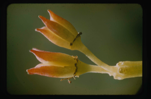 Image: Sedum roseum, the capsule