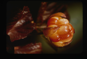 Image: Rubus chamaemorus fruit
