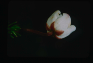 Image: Laoiseleuria phrocumbens