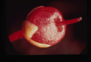 Image: Cassiope tetraguna, capsule