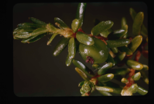 Image of Empetrum with green berries