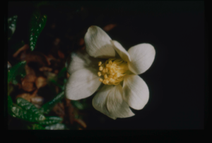 Image: Dryas integrifolia, Arctic Rose