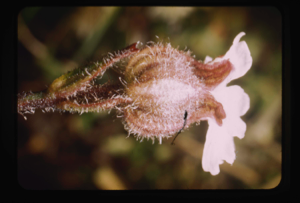 Image of Campion lychuis alpina [Melandrium affine]
