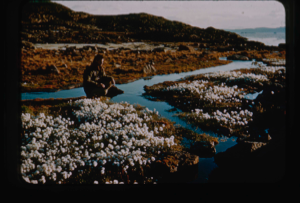 Image of Stanton Cook studying cotton grass