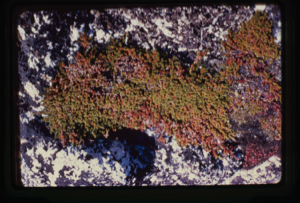 Image of Empetrum mats, Crowberry