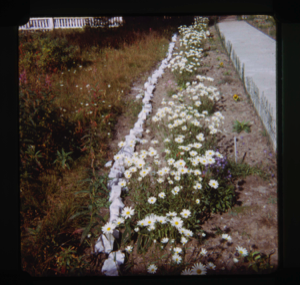 Image of Daisies along a fence