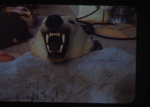 Image of image of polar bear rug showing head