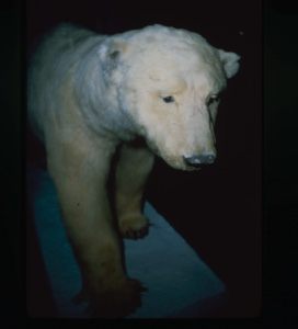 Image of "Polar bear, mounted"