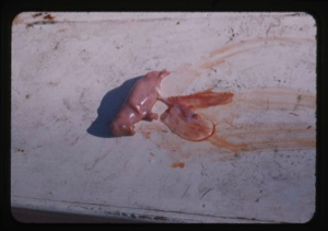 Image of Walrus embryo, 6"