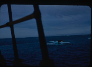 Image of "Walrus on ice pan, through rigging"