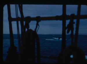 Image of "Walrus on ice pan, through rigging"