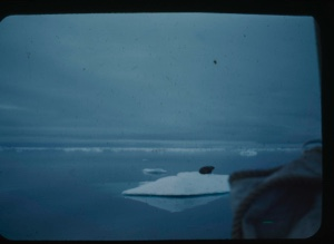 Image: Walrus on ice pan