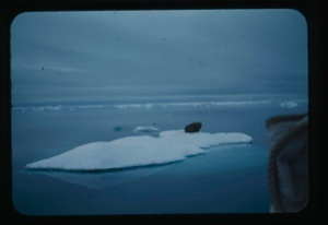 Image of Walrus on ice pan