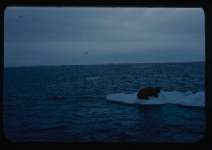 Image of Walrus on ice pan