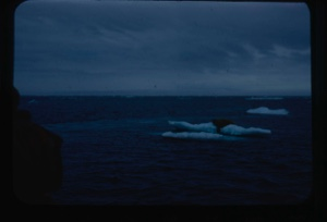Image: Walrus on ice pan