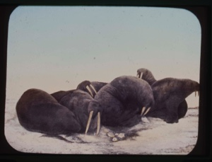 Image of Walrus herd on ice; tusks evident