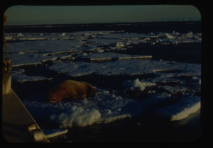 Image: Walrus on ice beside The Bowdoin