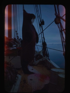 Image: Hoisting walrus aboard