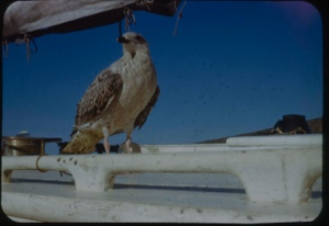 Image of Immature gull on deck