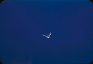Image of Glaucous gull in flight