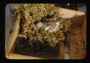 Image of Ptarmigan on nest in box on The Bowdoin